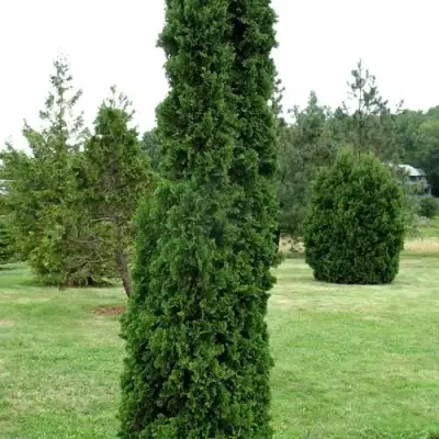 Туя ДЕГРУТ СПАЙР западная в Горках