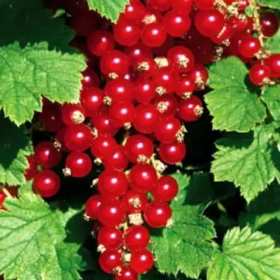 Смородина красная РЕД ЛЕЙК в Горках