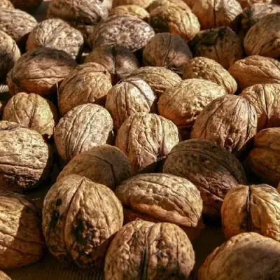 Грецкий орех ПИНСКИЙ в Горках