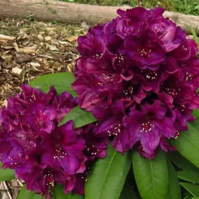 Рододендрон ПОЛАРНАХТ в Горках