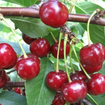 Вишня ТУРГЕНЕВКА в Горках