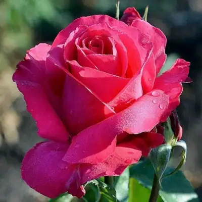 Роза ВИЕН РОУЗ чайно-гибридная в Горках