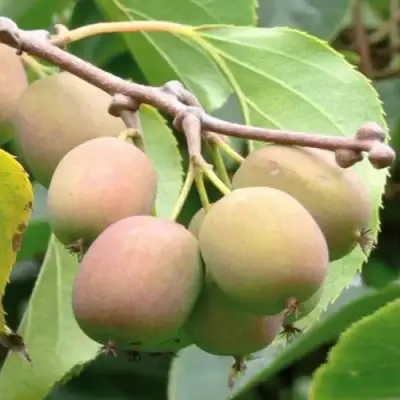 Актинидия ГИБРИДНАЯ КОЛБАСИНОЙ в Горках