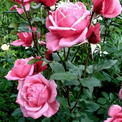 Роза ЭЙФЕЛЕВА БАШНЯ чайно-гибридная в Горках