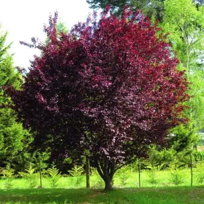 Слива НИГРА растопыреная в Горках