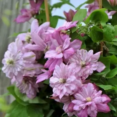 Клематис ИННОСЕНТ ГЛАНС в Горках