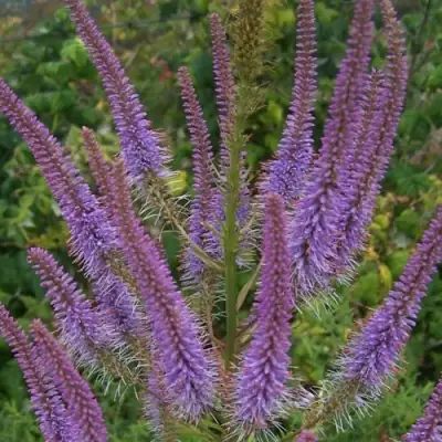 Вероникаструм ФАСЦИНЕЙШН в Горках