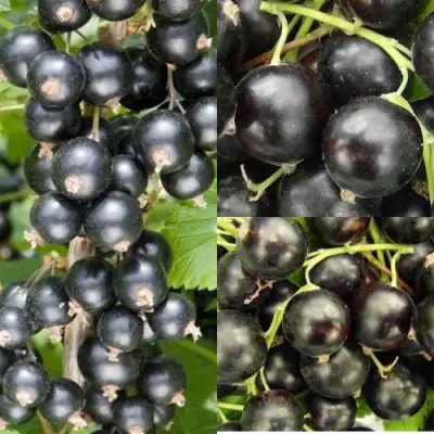 Комплект ЧЕРНАЯ СИЛА в Горках