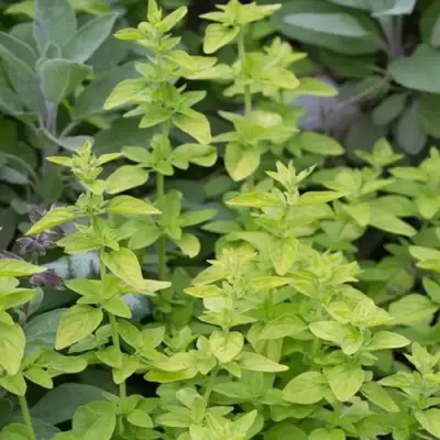 Душица ТАМБЛС ВАРИЕТИ обыкновенная в Горках