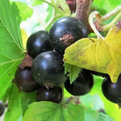 Смородина чёрная КАТЮША в Горках