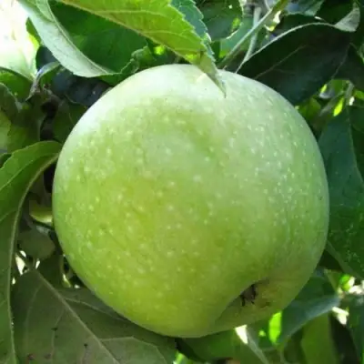 Яблоня СЕМИРЕНКОВЕЦ в Горках