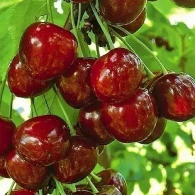 Черешня БУРЛАТ в Горках