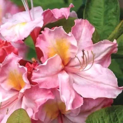 Азалия СЕССИЛЬ листопадная в Горках