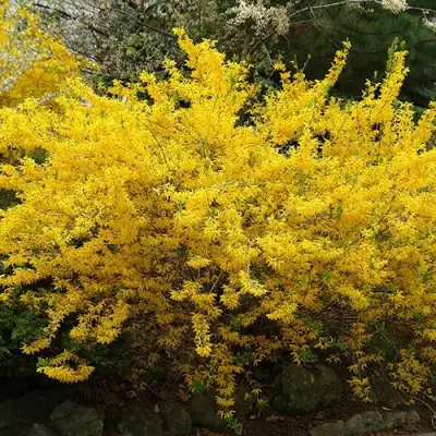 Форзиция ГОЛДЗАУБЕР средняя в Горках