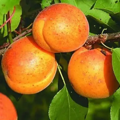 Абрикос СПАДЧЫНА в Горках
