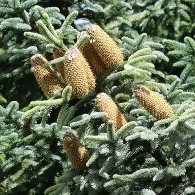 Пихта благородная в Горках