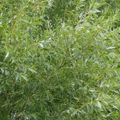 Ива ВИТЕЛЛИНА белая  в Горках