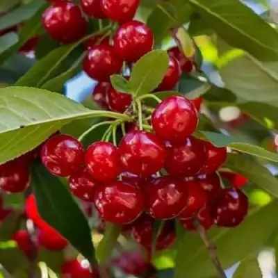 Вишня ГИРЛЯНДА в Горках