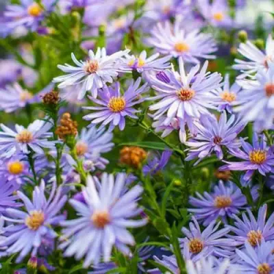 Астра ЛИТТЛ КАРЛОУ сердцелистная в Горках