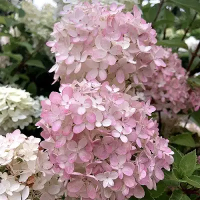 Гортензия БОМБШЕЛ метельчатая в Горках