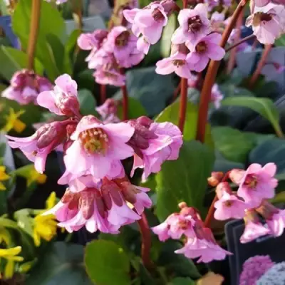 Бадан БЭБИ ДОЛЛ в Горках