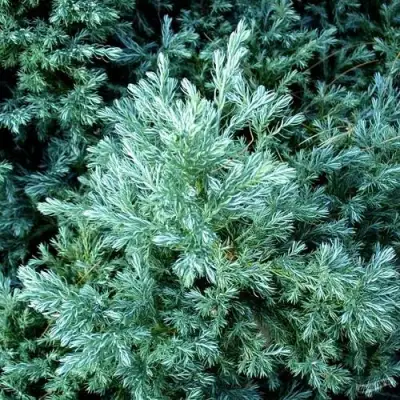 Кипарисовик БУЛЕВАРД горохоплодный в Горках