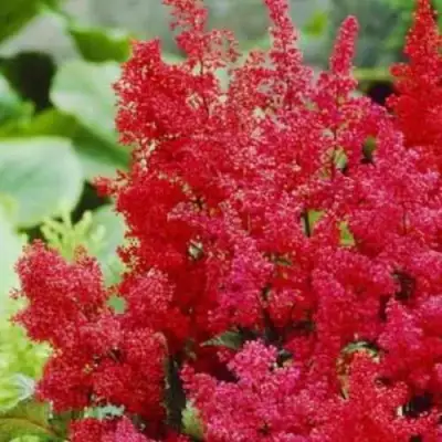 Астильба ЭТНА Арендса в Горках