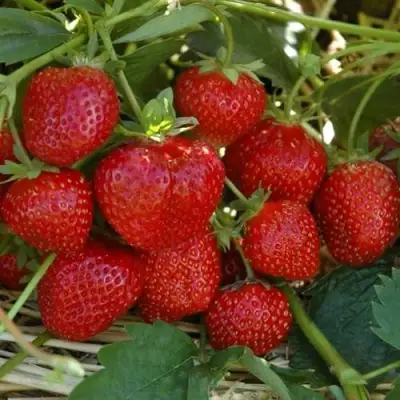 Клубника ЗЕНГА-ЗЕНГАНА в Горках