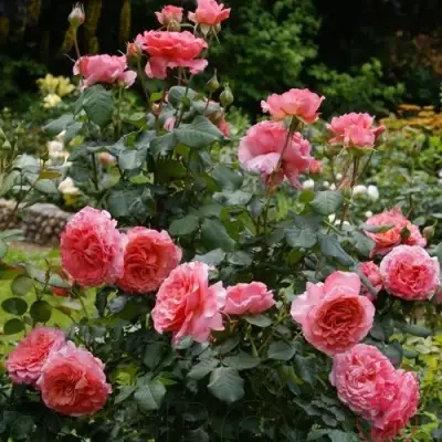 Роза ЛОРАН КАБРОЛЬ шраб в Горках