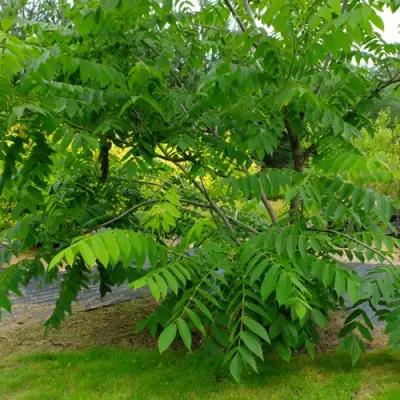 Орех МАНЬЧЖУРСКИЙ в Горках