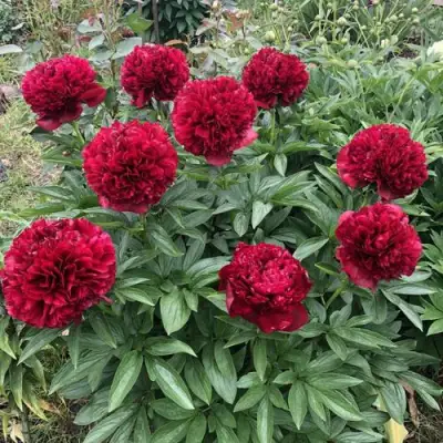 Пион ГАЛАКТИКА травянистый в Горках