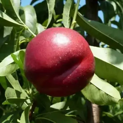 Нектарин БИГ-ТОП в Горках