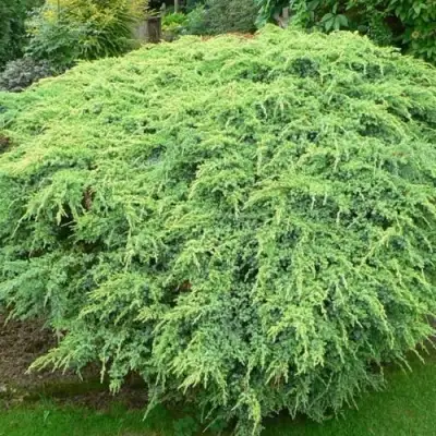 Можжевельник ХОЛГЕР чешуйчатый в Горках