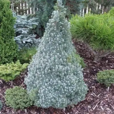 Ель САНДЕРС БЛЮ канадская в Горках