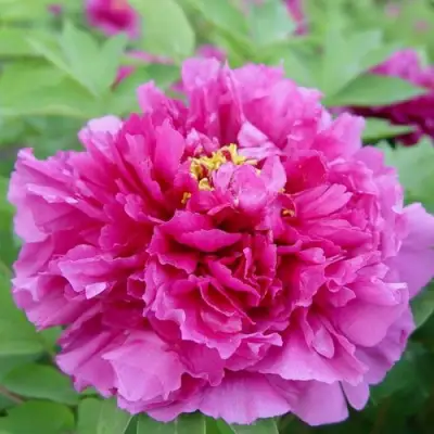 Пион ЛИЛОВАЯ ФАНТАЗИЯ древовидный в Горках