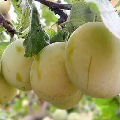 Слива УТРО в Горках