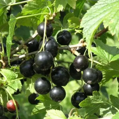 Смородина чёрная ПАМЯТЬ ВАВИЛОВА в Горках