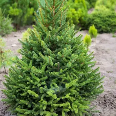 Ель КОМПАКТА обыкновенная в Горках