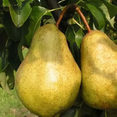 Груша СИЛЬВА в Горках