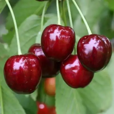 Черешня ВАЛЕРИЙ ЧКАЛОВ в Горках