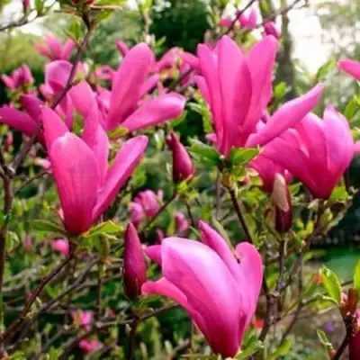 Магнолия СЬЮЗАН в Горках