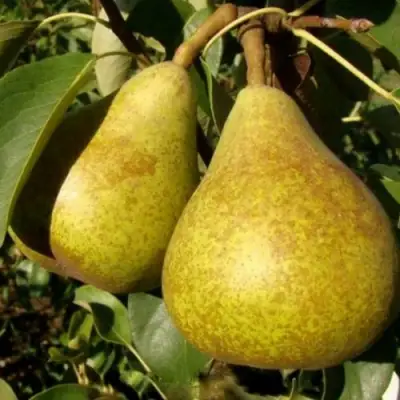 Груша ГЕНЕРАЛ ЛЕКЛЕРК в Горках