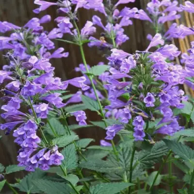 Котовник БЛЮ ДРИМС полусидячий в Горках