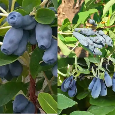 Комплект СЕВЕРНЫЕ ВИТАМИНЫ в Горках