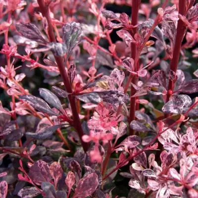 Барбарис АРЛЕКИН тунберга в Горках