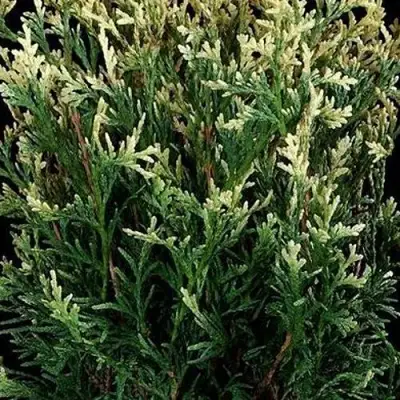 Туя ГОЛД ПЕРЛ западная в Горках