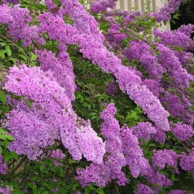 Сирень КИТАЙСКАЯ в Горках