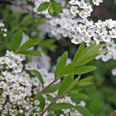Спирея АРГУТА в Горках