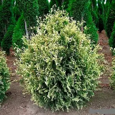 Туя ГОЛД ПЕРЛ западная в Горках