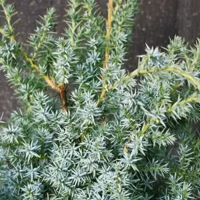 Можжевельник БЛЮ АЛЬПС китайский  в Горках